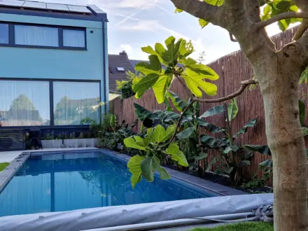 Schmaler Pool im Stadtgarten mit Feigenbaum und Bambuszaun