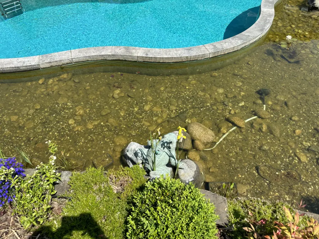 Schwimmteich mit geschwungener Badezone und Uferbereich